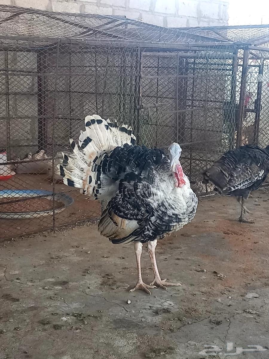 ديوك دجاج رومي64521695146883113