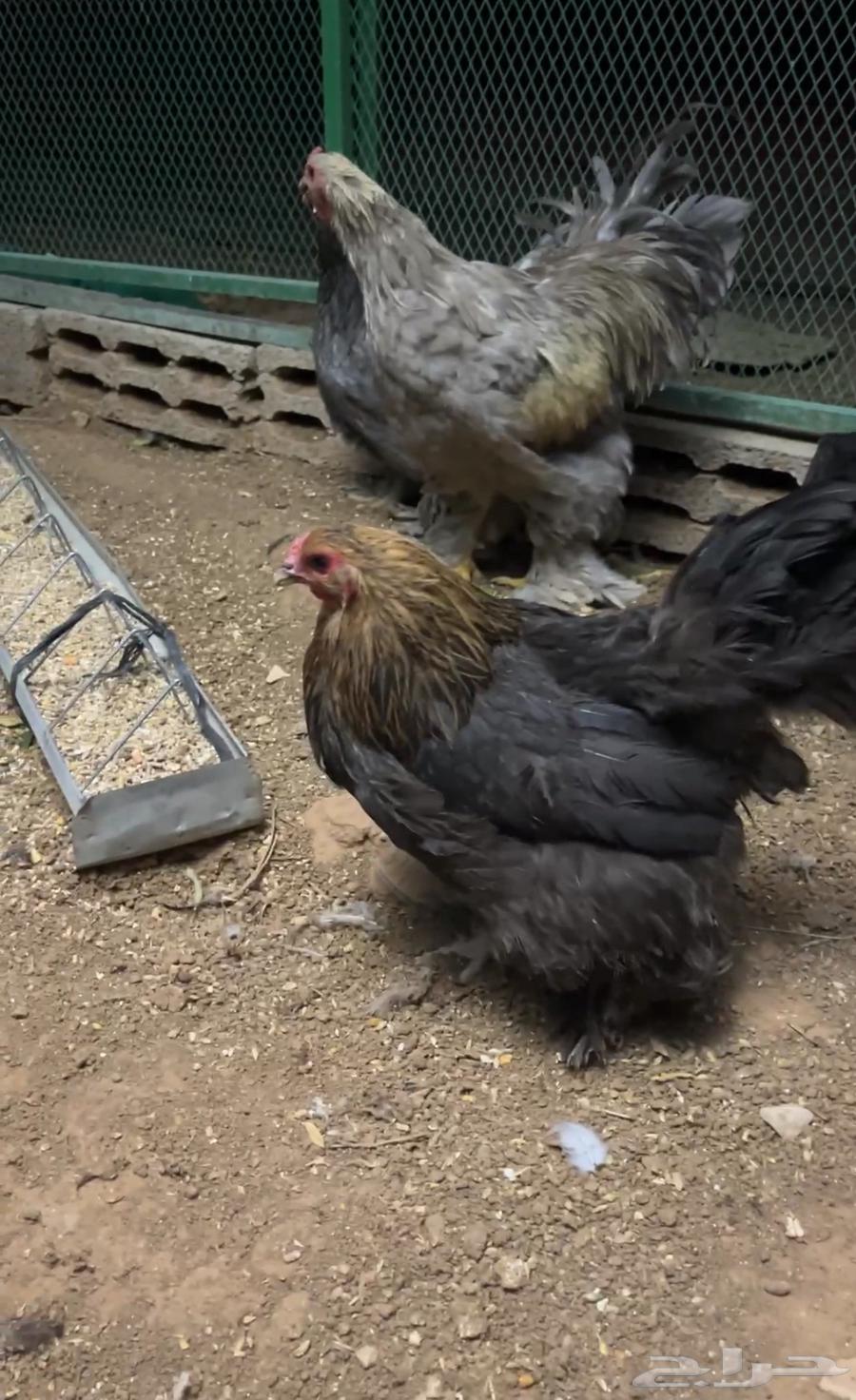 للبيع دجاج براهما منتج64525870341122110