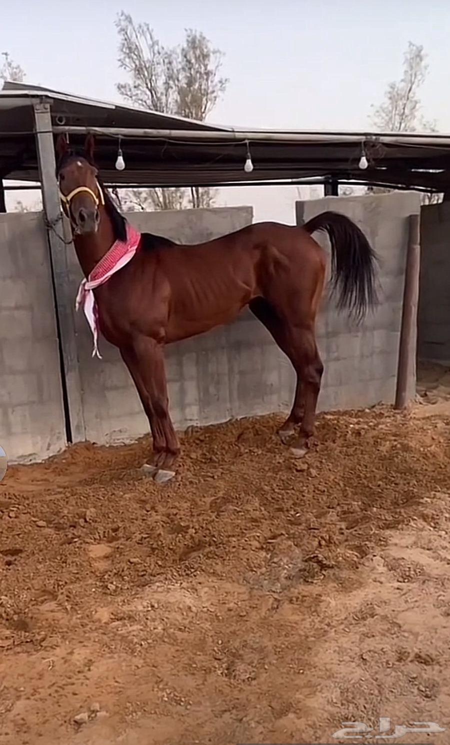 الحصان طيب جدا64524587113601111