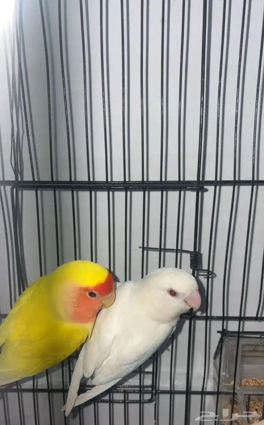 جوز روز نظيف جدا تغريد جميل نشاط جيد سليم من الأمراض64521525663875110