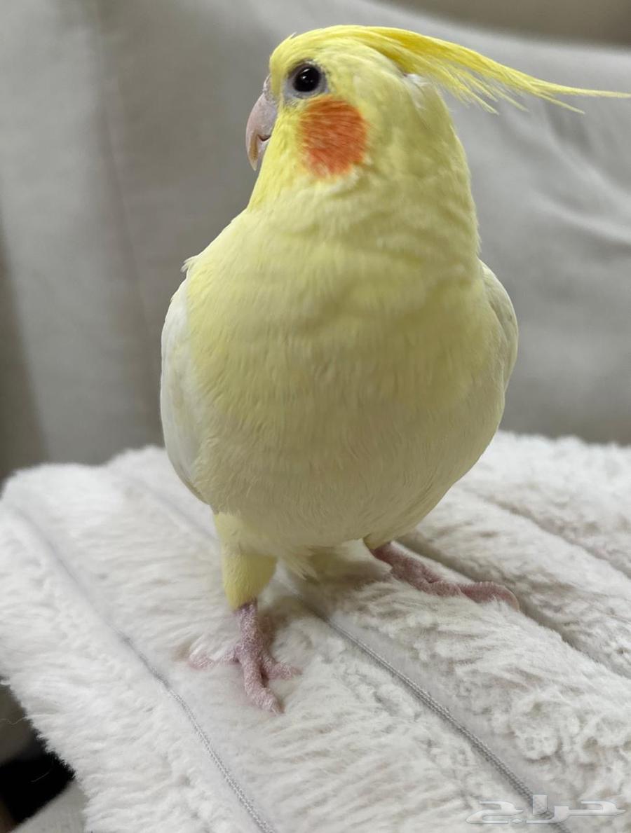 Extremely gentle Latino crow64520204258562113