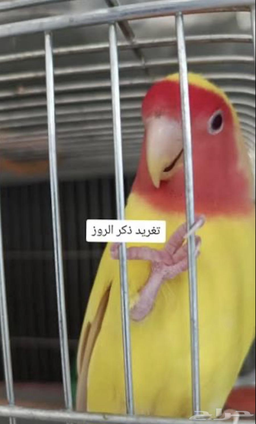 طير روز اليف64520840186370111