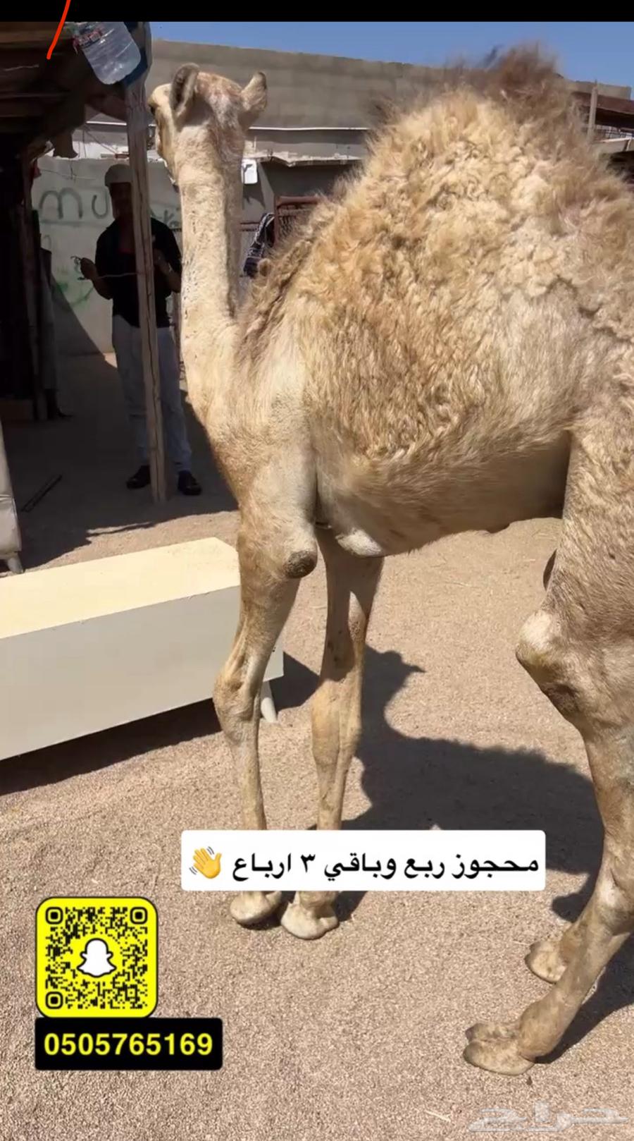 حوار لباني شراكه ارباع تم البيع64534564545667110