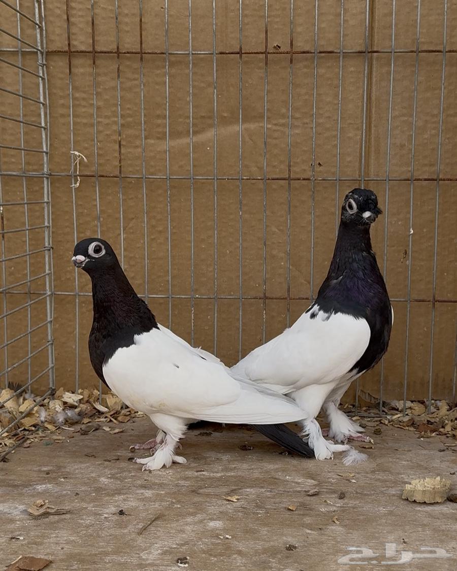 زوج حمام صيني نوادر64527784554369110