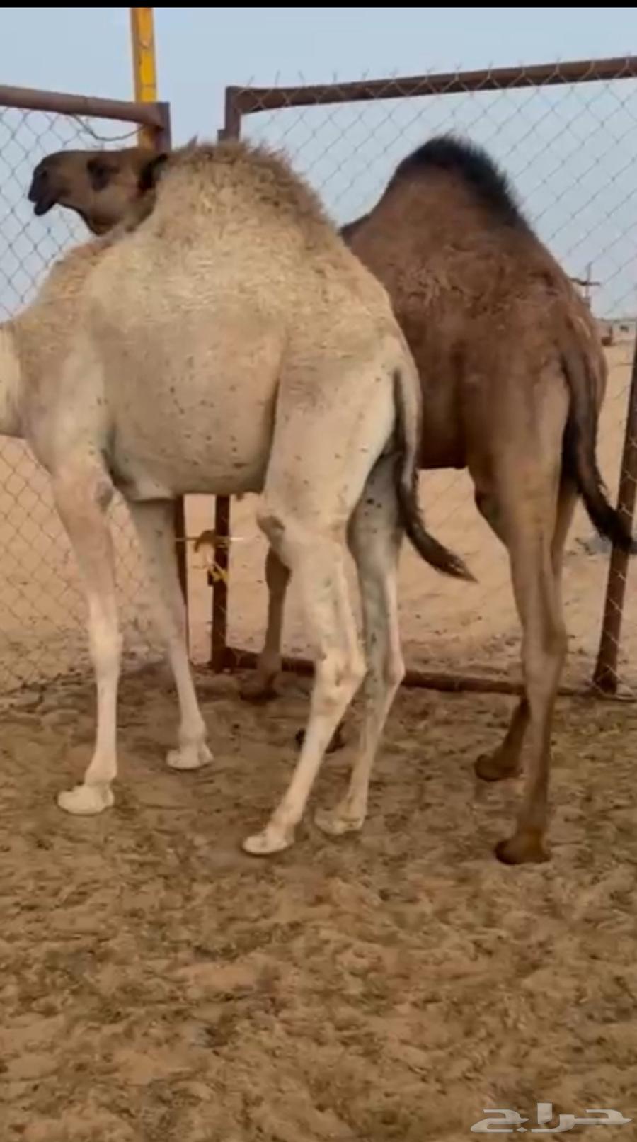 قعدان بلديه كفو فل مغلقه للبيع التواصل اتصال64532975270146110