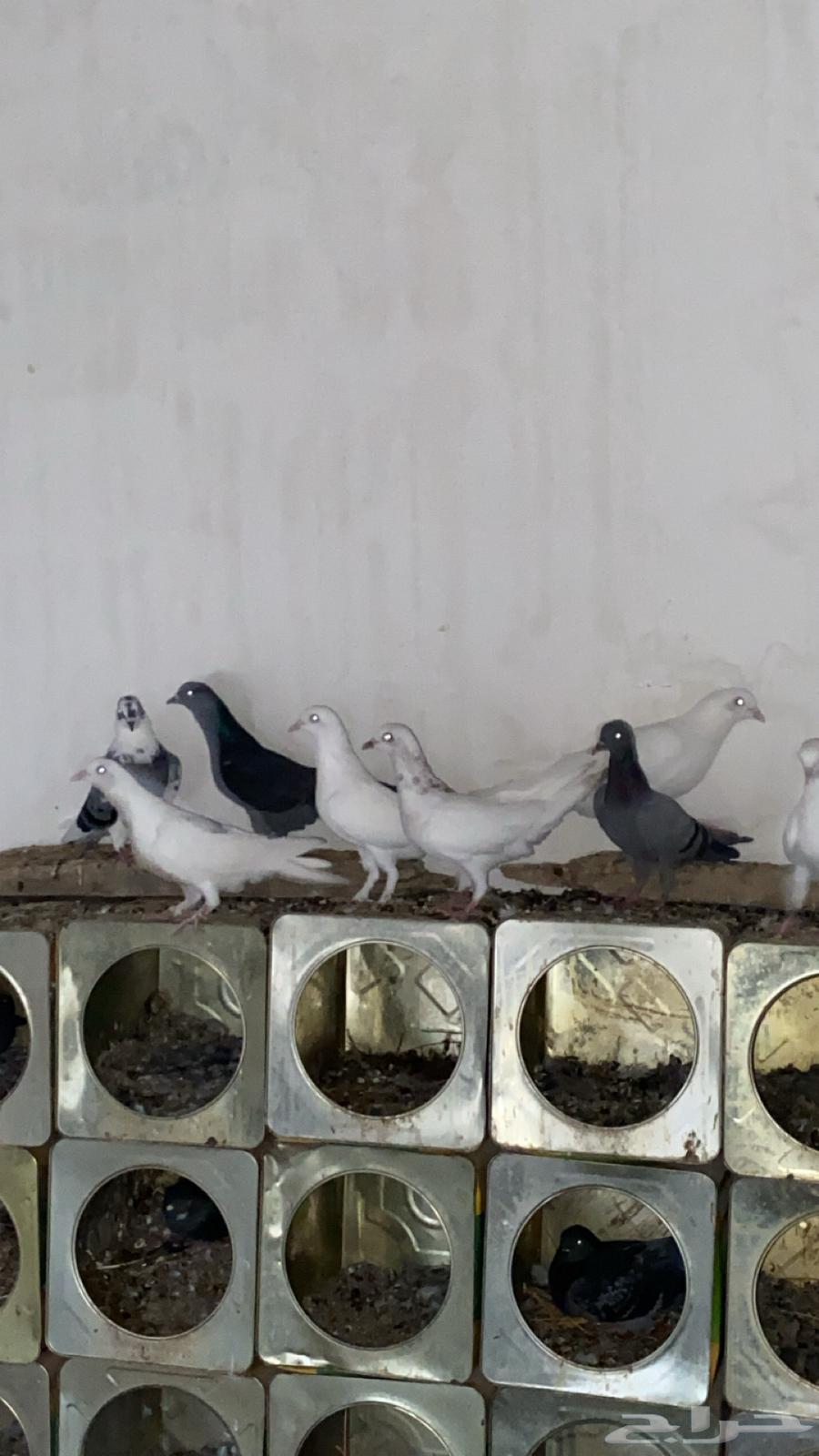 Sauna for sale, at least two pairs, contact via WhatsApp64533147930498112