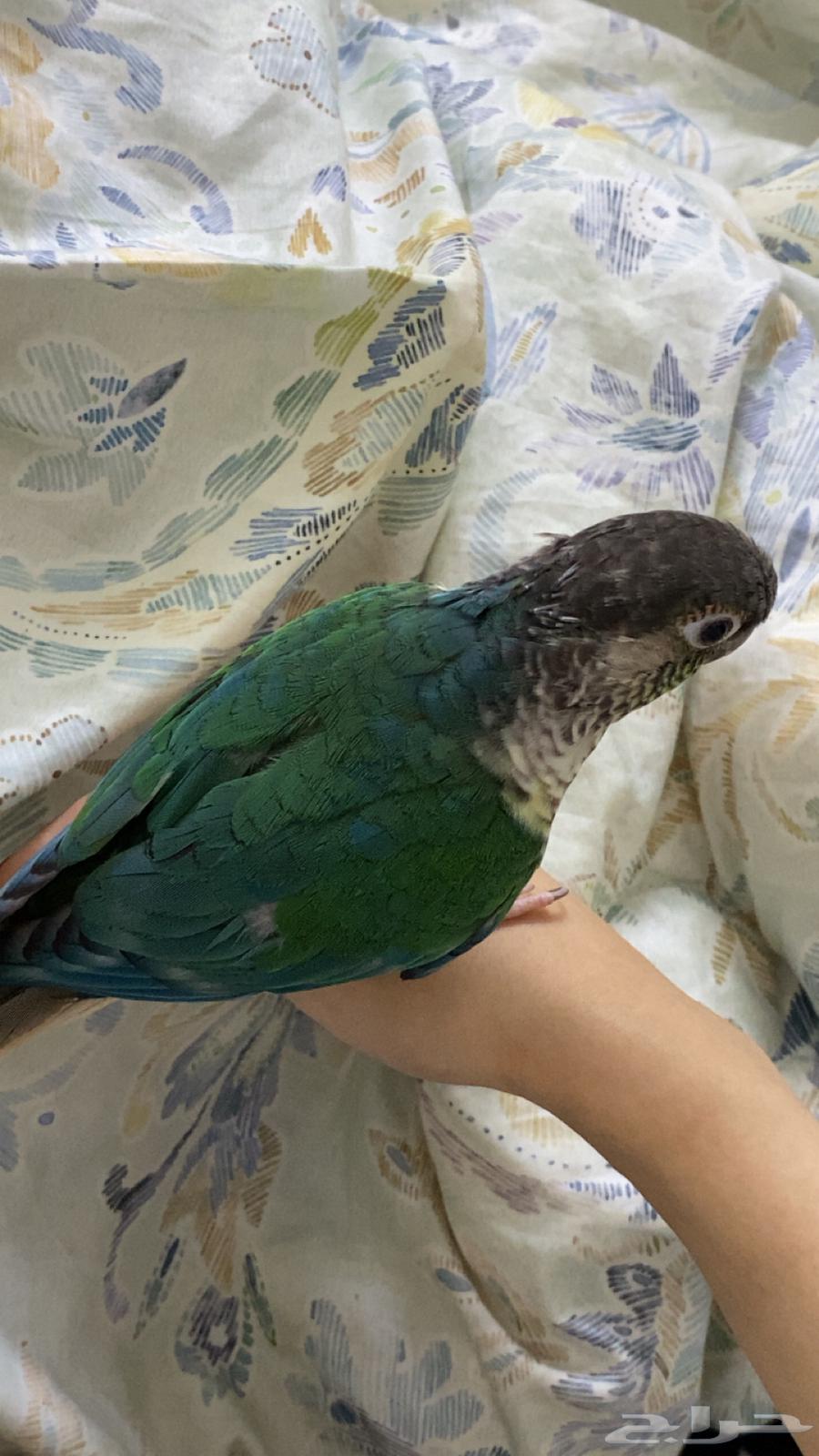 بلو شيك كنيور64531040029057110