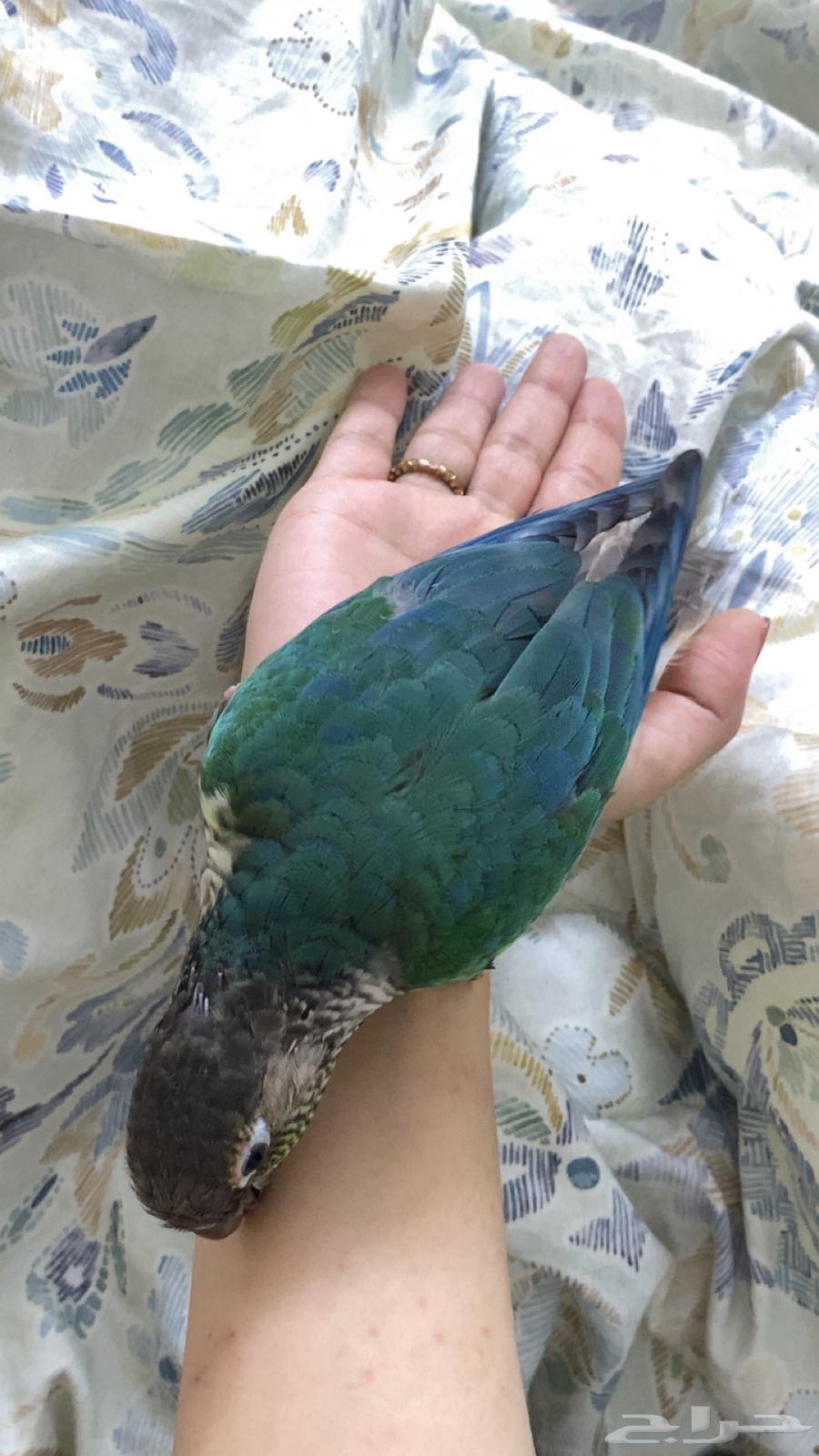 بلو شيك كنيور64531040029057111