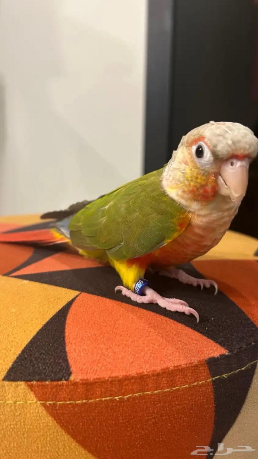 Pineapple kitten, very gentle and threatened with sale64534929226626113