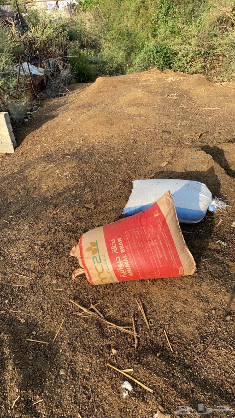 Old sheep manure64532339708546111