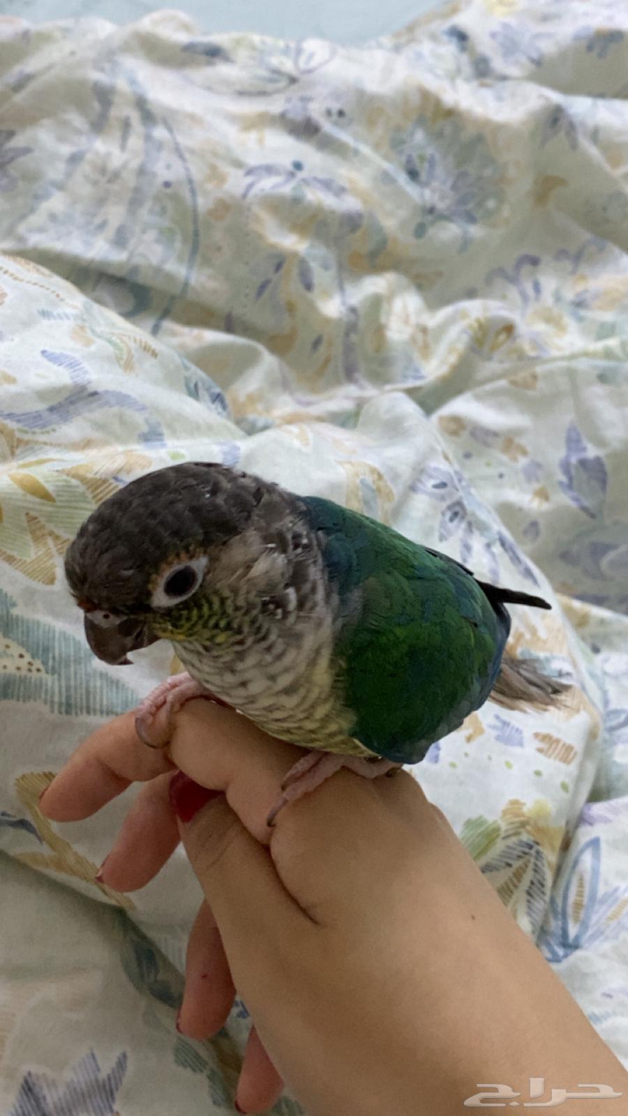 بلو شيك كنيور64531040029057113