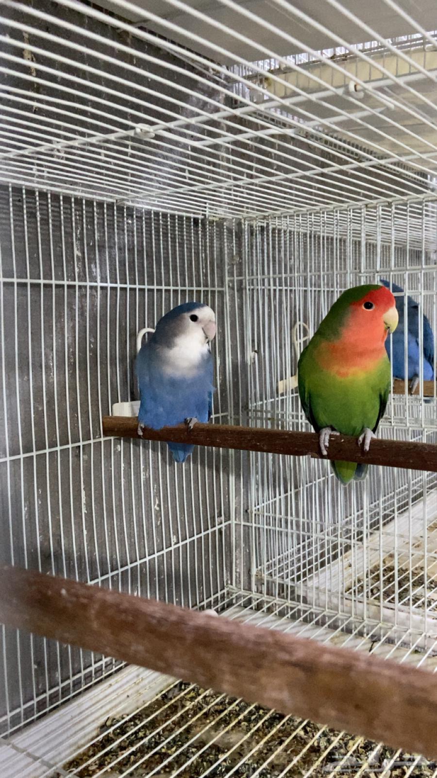 للبيع زوج روز منتج وجاهز على الاخر ومستوى قوي64534915403394110