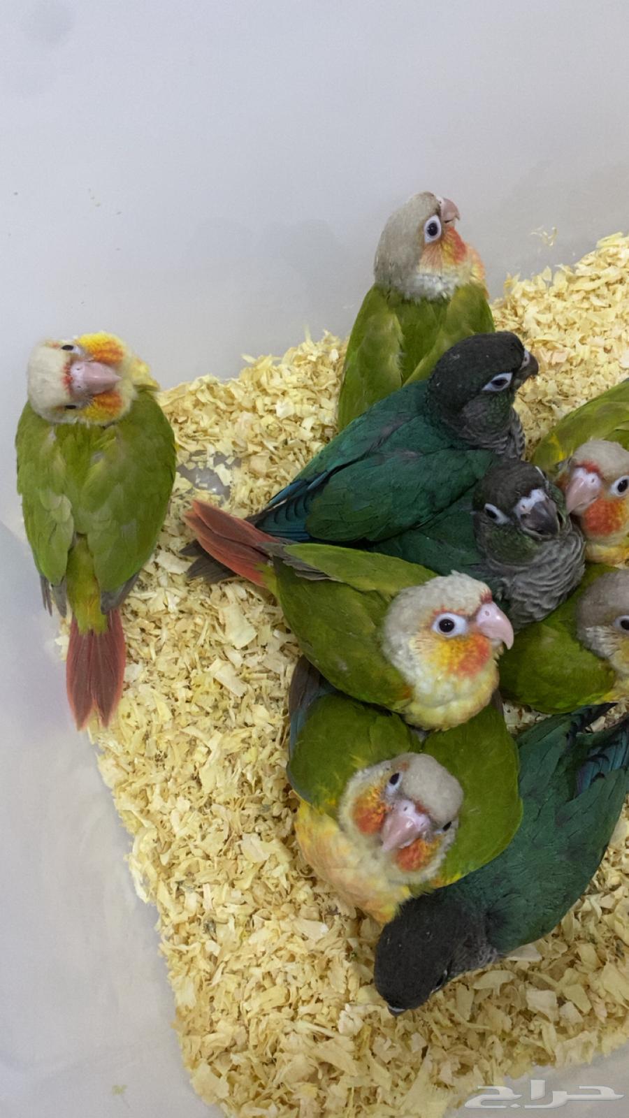 Kinyor64529741138690114