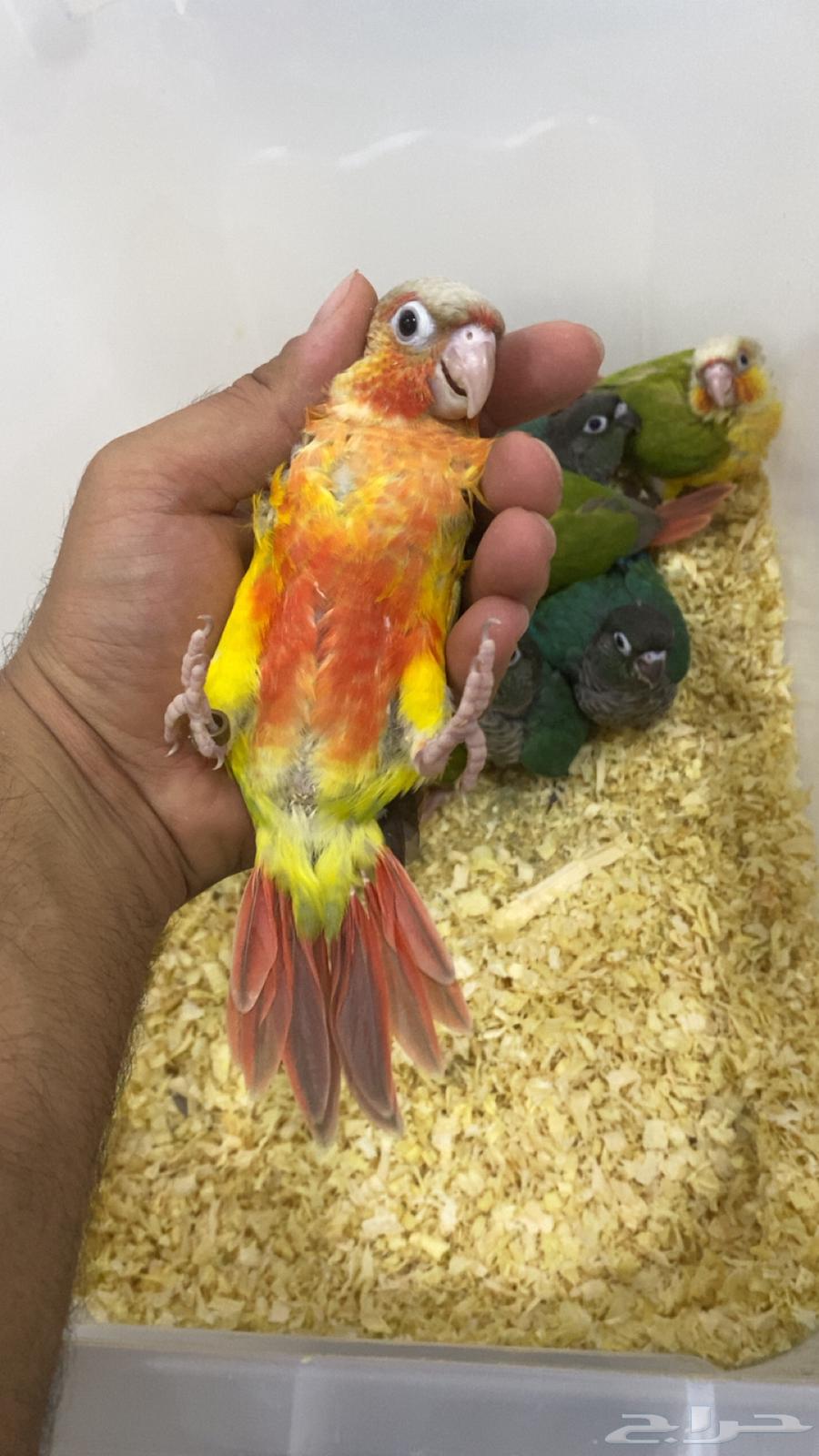 Kinyor64529741138690112