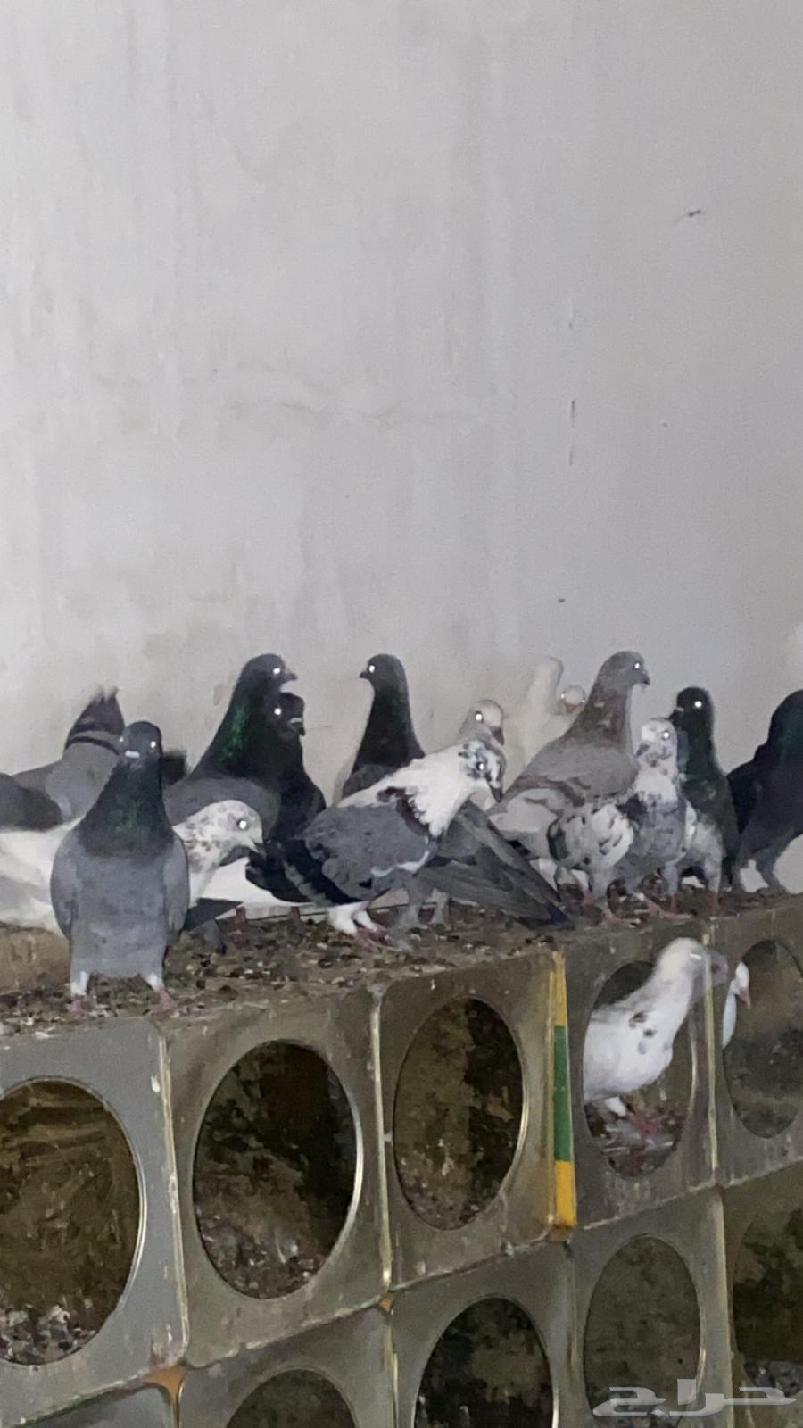 Sauna for sale, at least two pairs, contact via WhatsApp64533147930498110