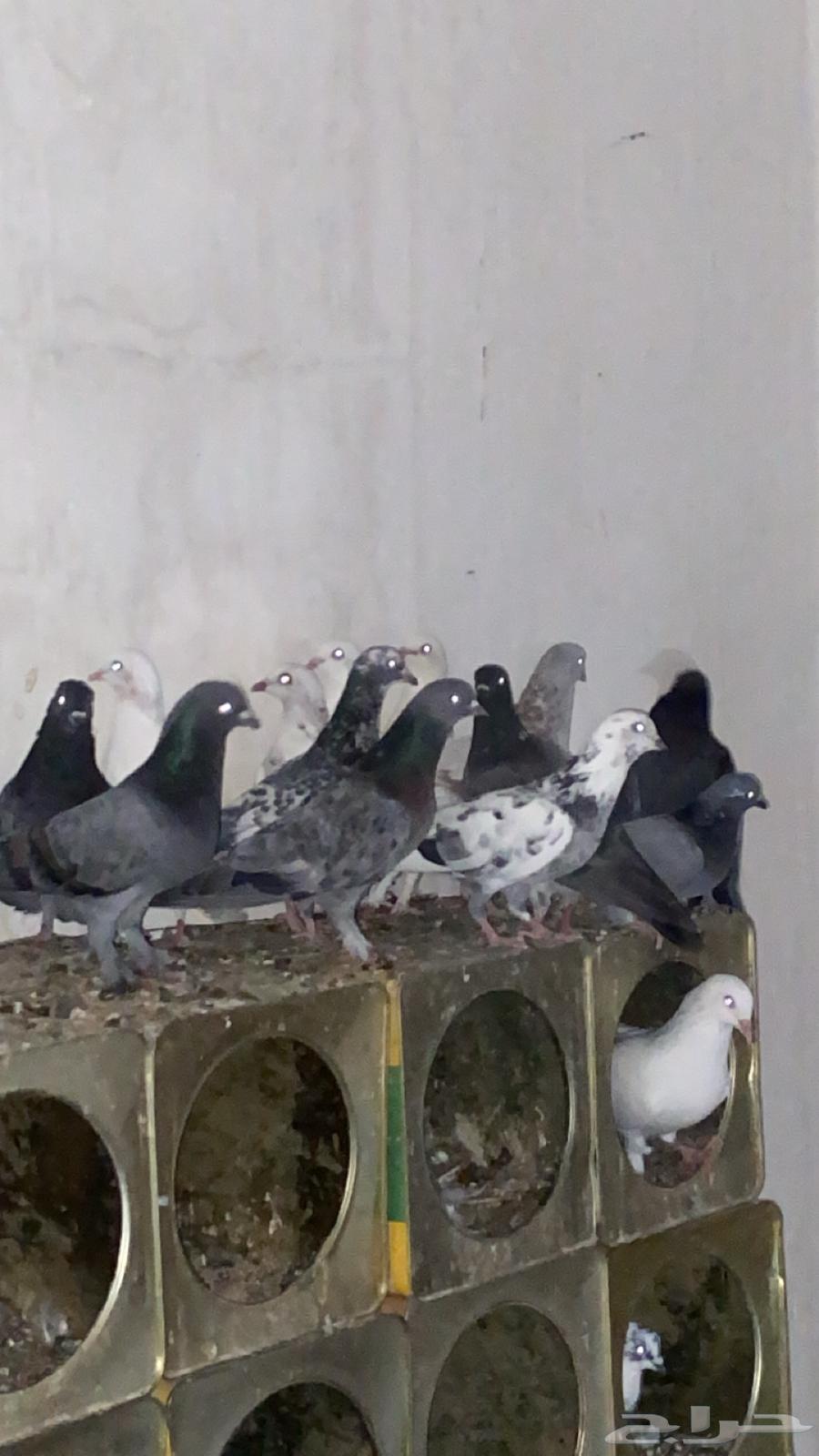 Sauna for sale, at least two pairs, contact via WhatsApp64533147930498111