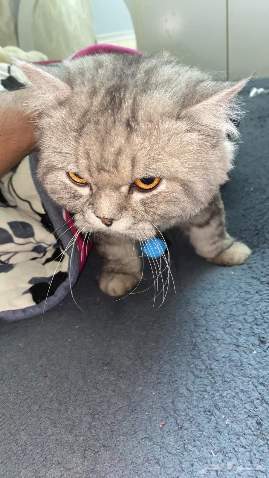 قطوه للبيع64528739286913110