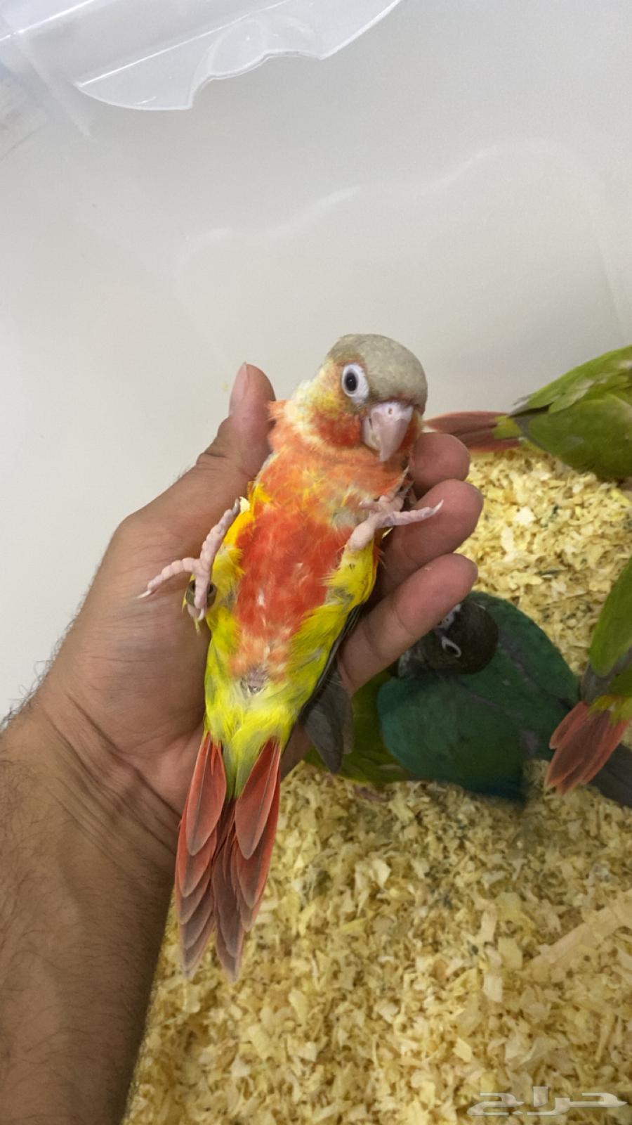 Kinyor64529741138690111