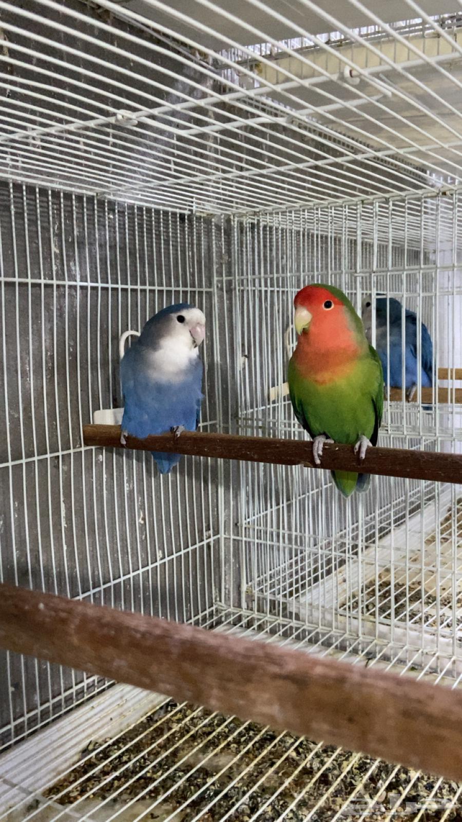 للبيع زوج روز منتج وجاهز على الاخر ومستوى قوي64534915403394111