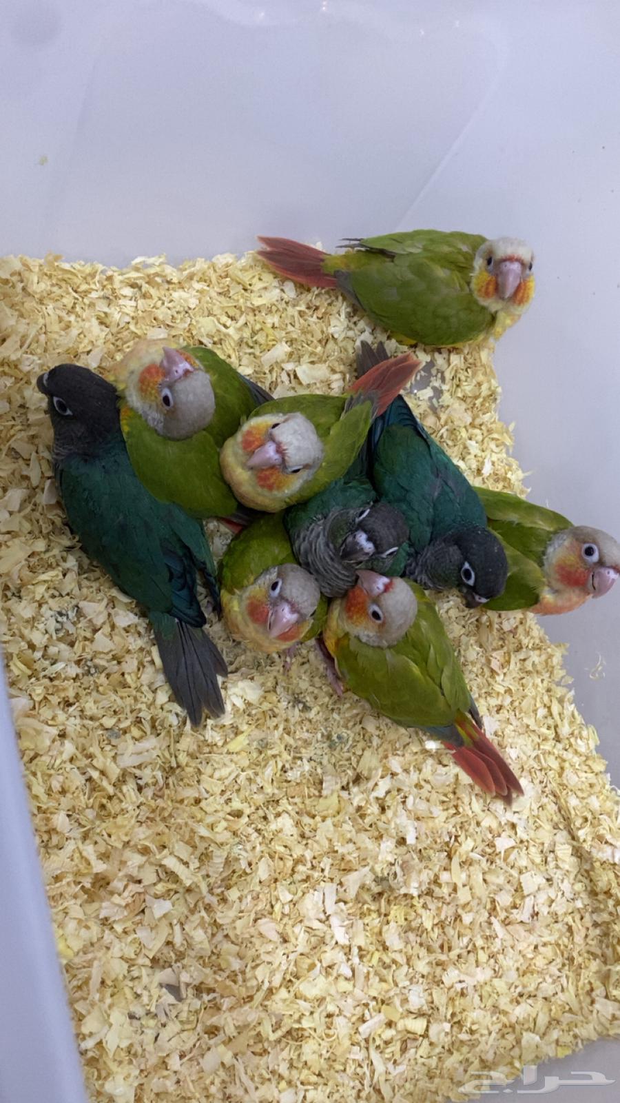 Kinyor64529741138690113