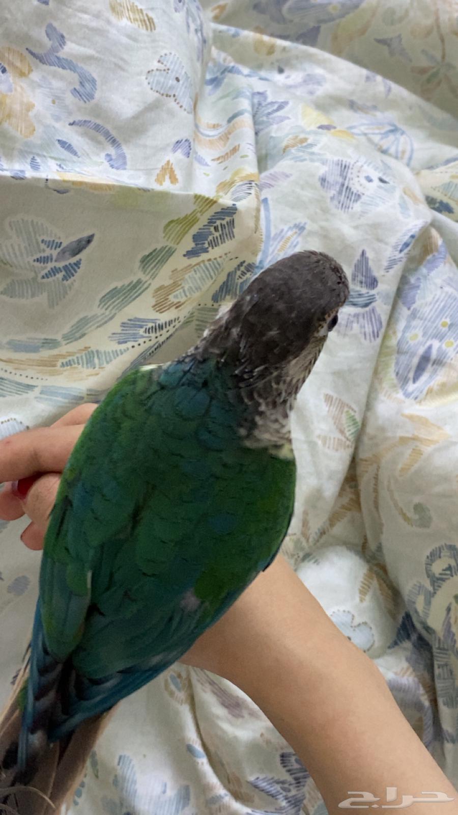 بلو شيك كنيور64531040029057112