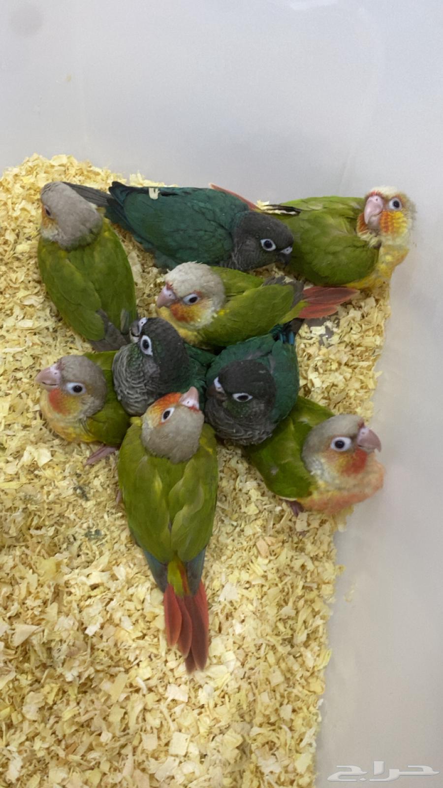 Kinyor64529741138690110