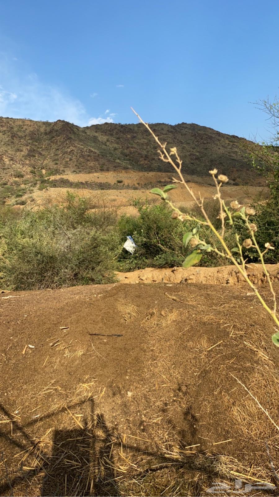 Old sheep manure64532339708546110