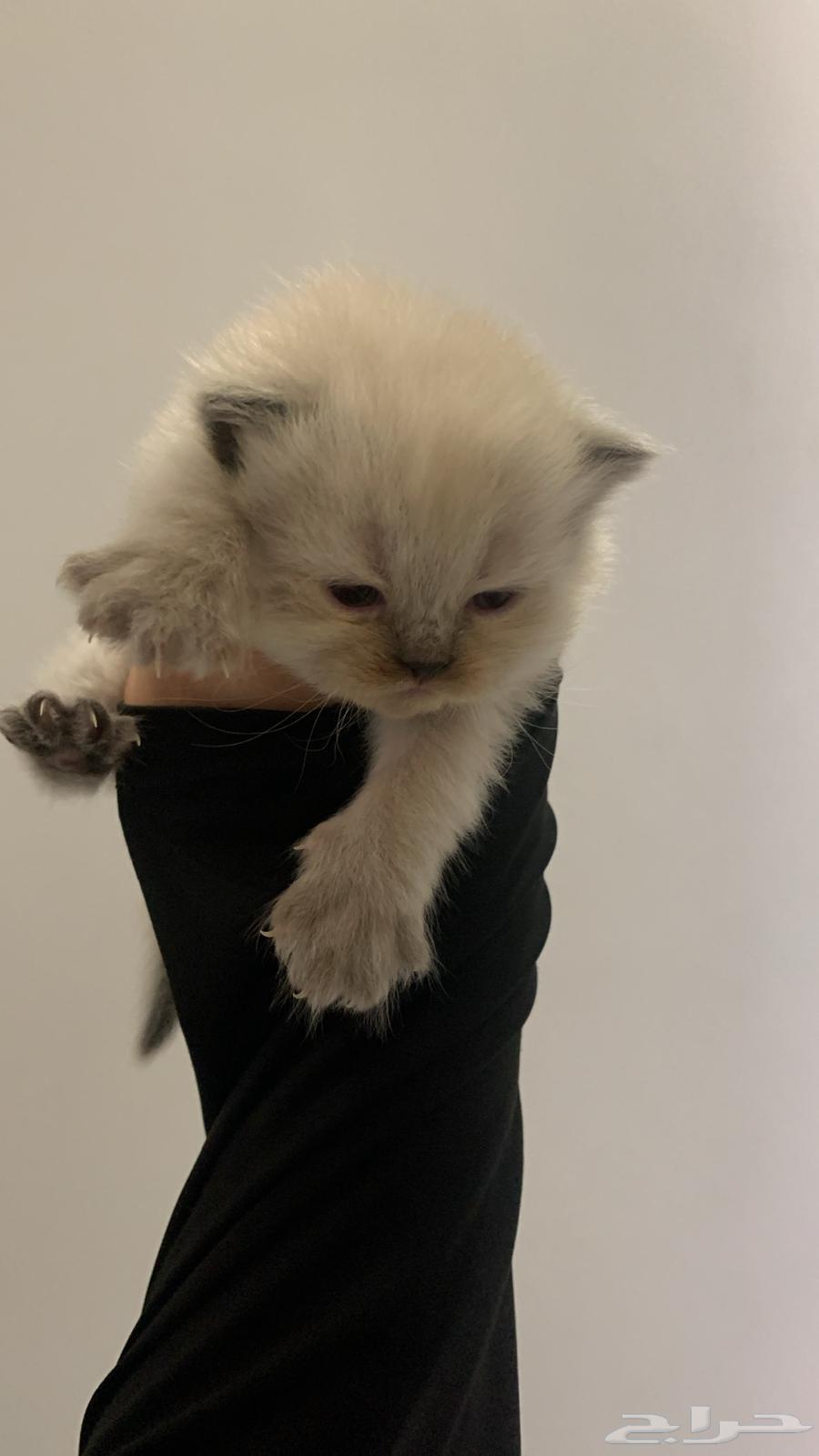 Cats64533450971138110