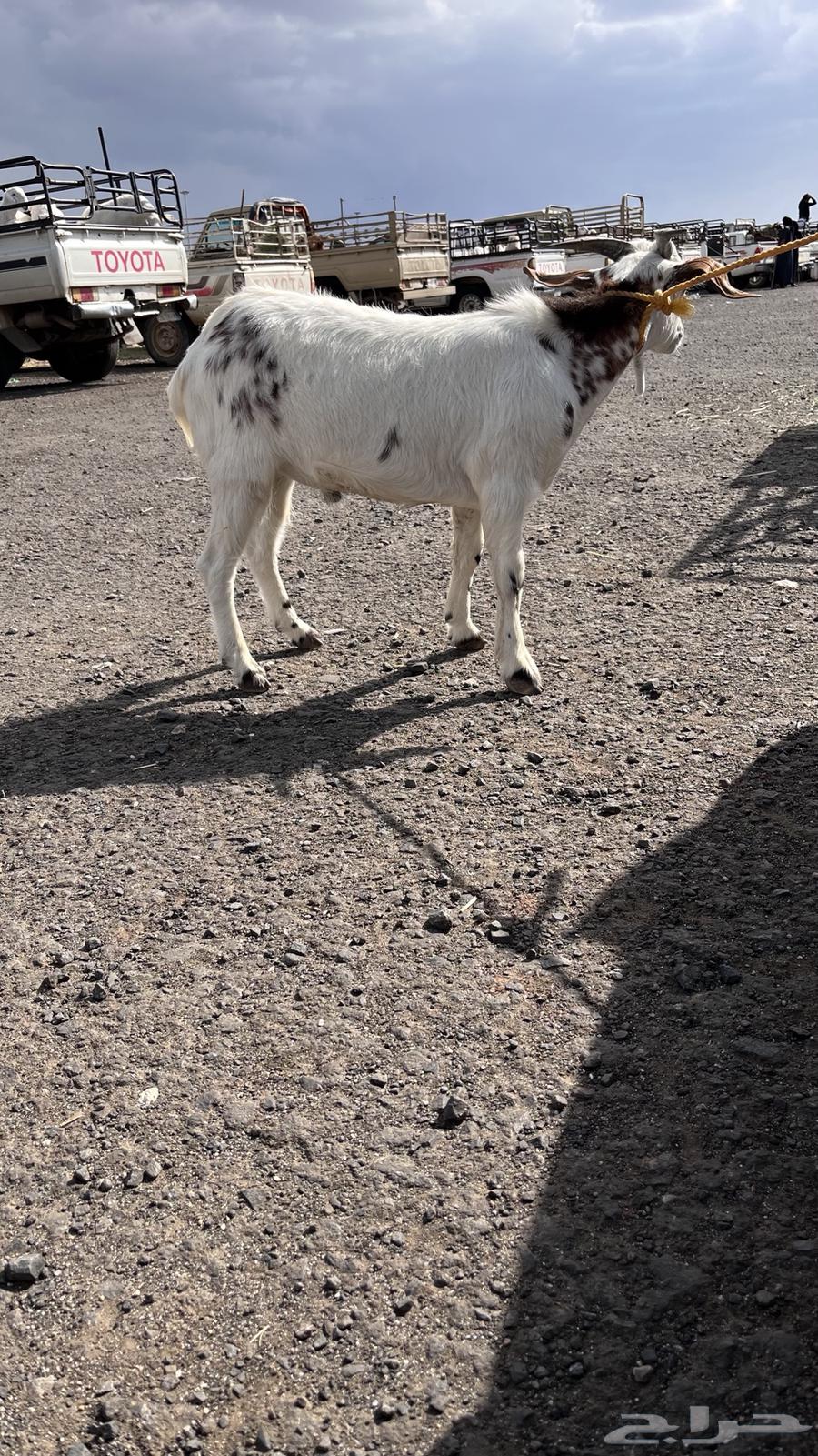 تيس فل شحم كفو مشروط من العذاريب64528936107139110