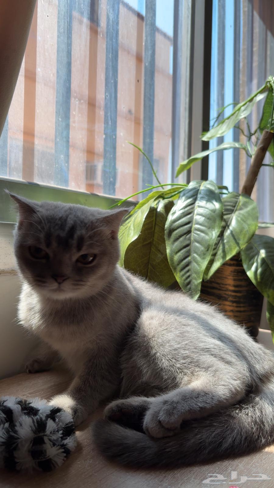 قطوه سكوتش للبيع64530289891457113