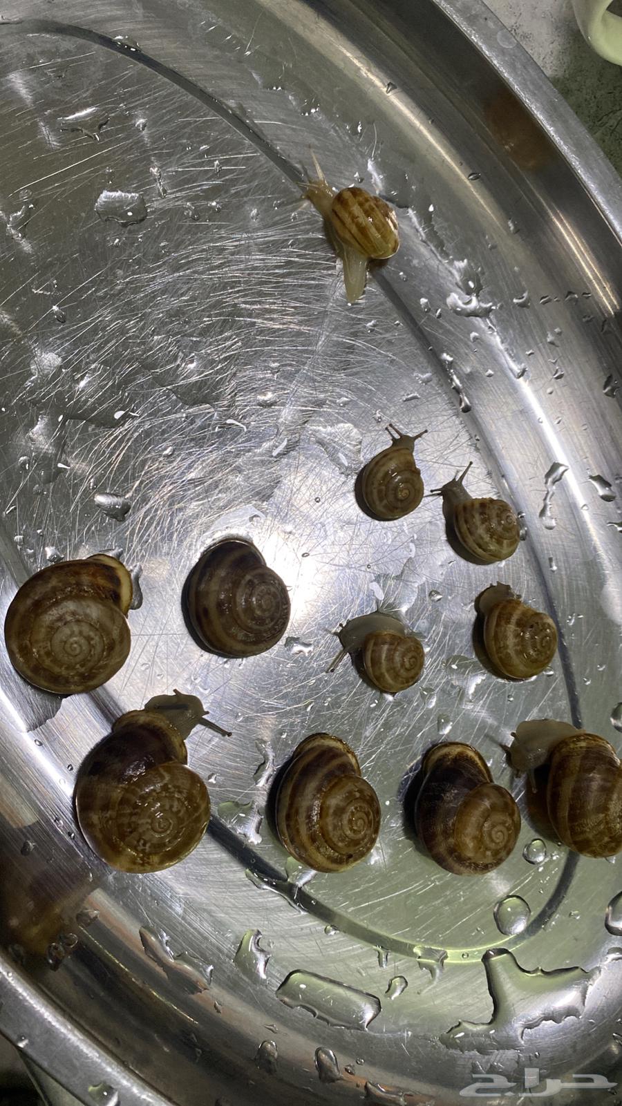 10 snails for sale for 5 riyals (all snails for five riyals)64533248268290110
