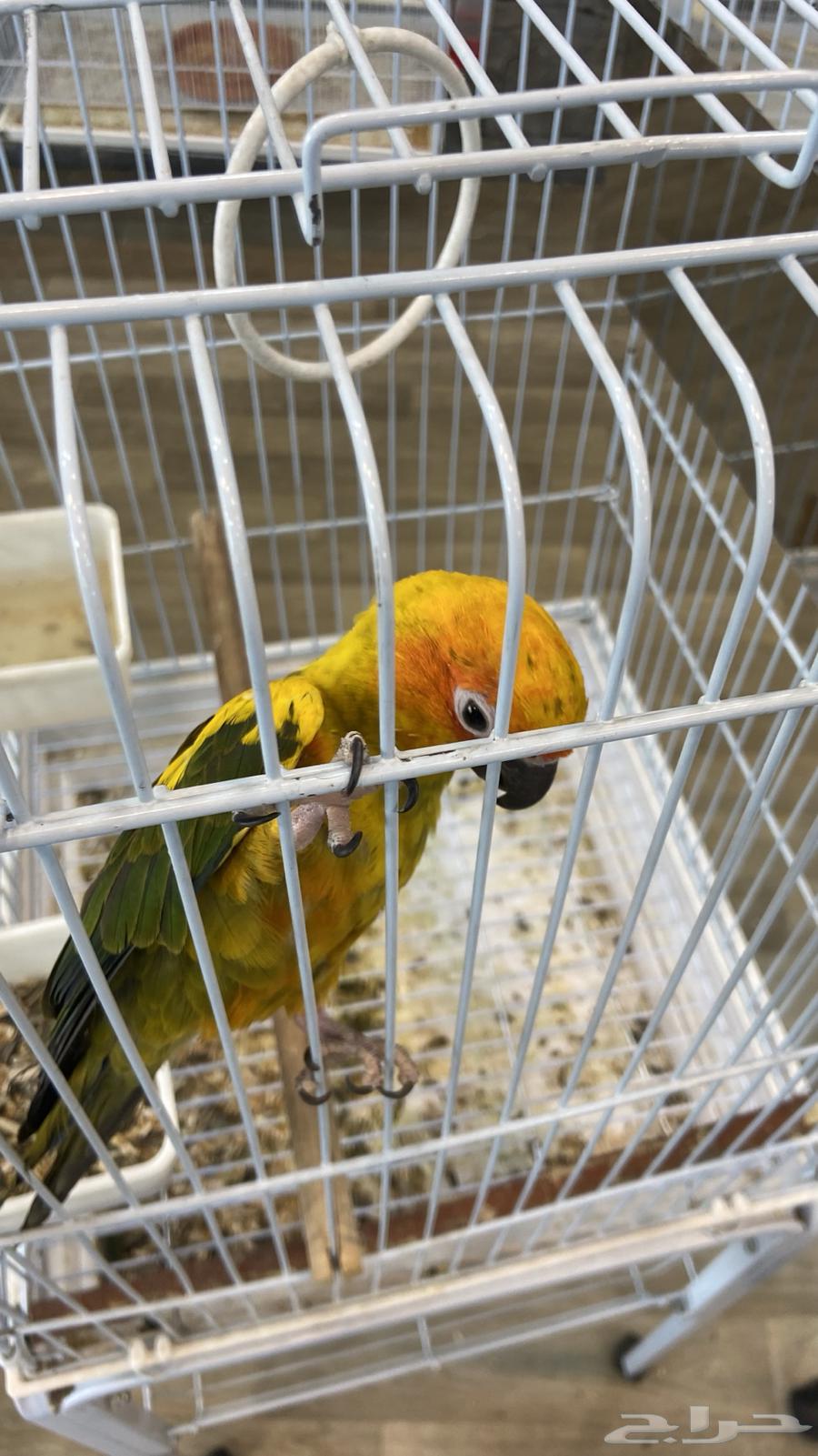 صن كنيور مفقود64534042976387110