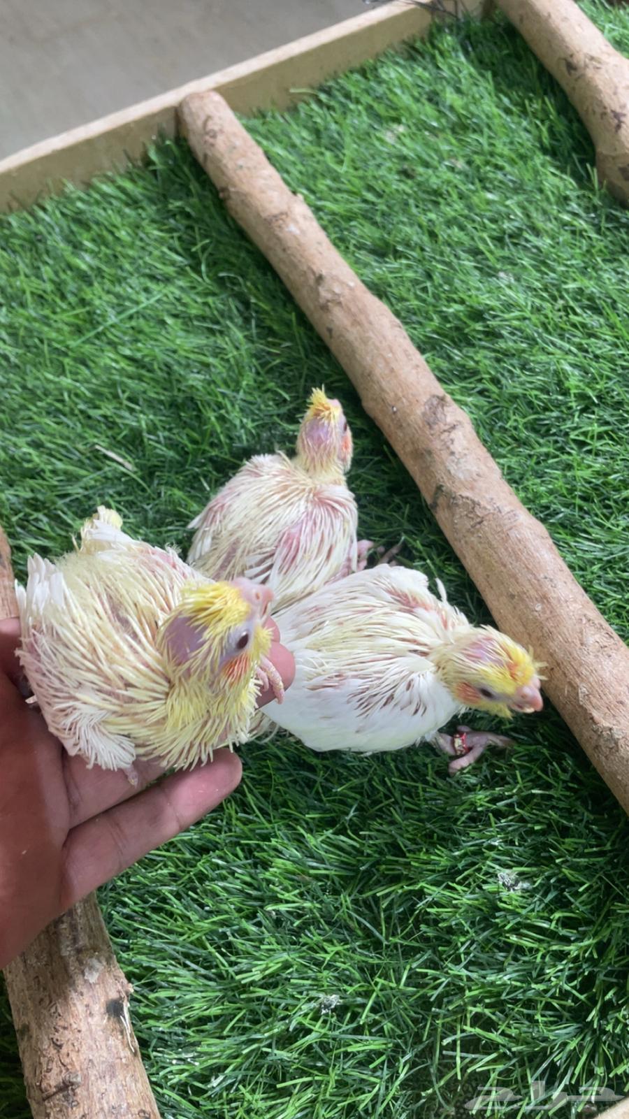 فروخ كروان لاتينو ( تم البيع )64532579314306112