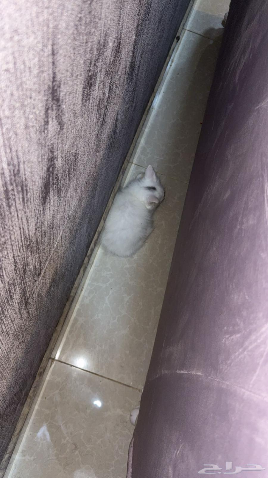 Shirazi cat, clean and playful, everything included for adoption64530064874243111