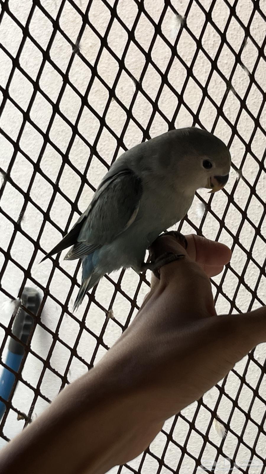 روز اليف تم البيع64531421146115113