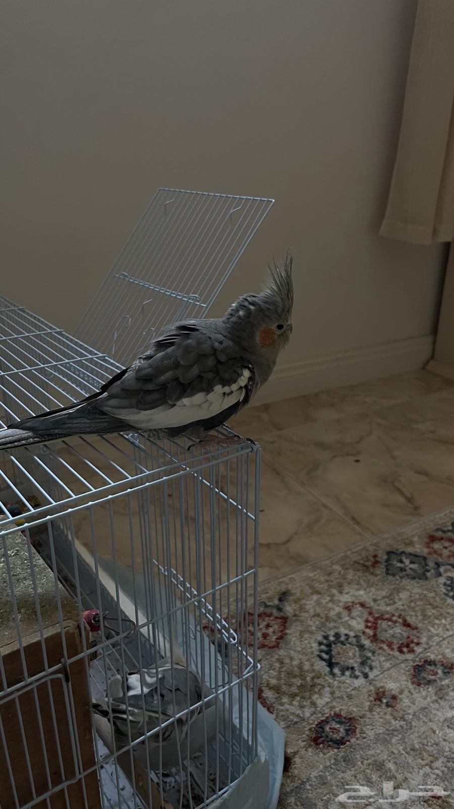 عصافير الكروان64532212706819112