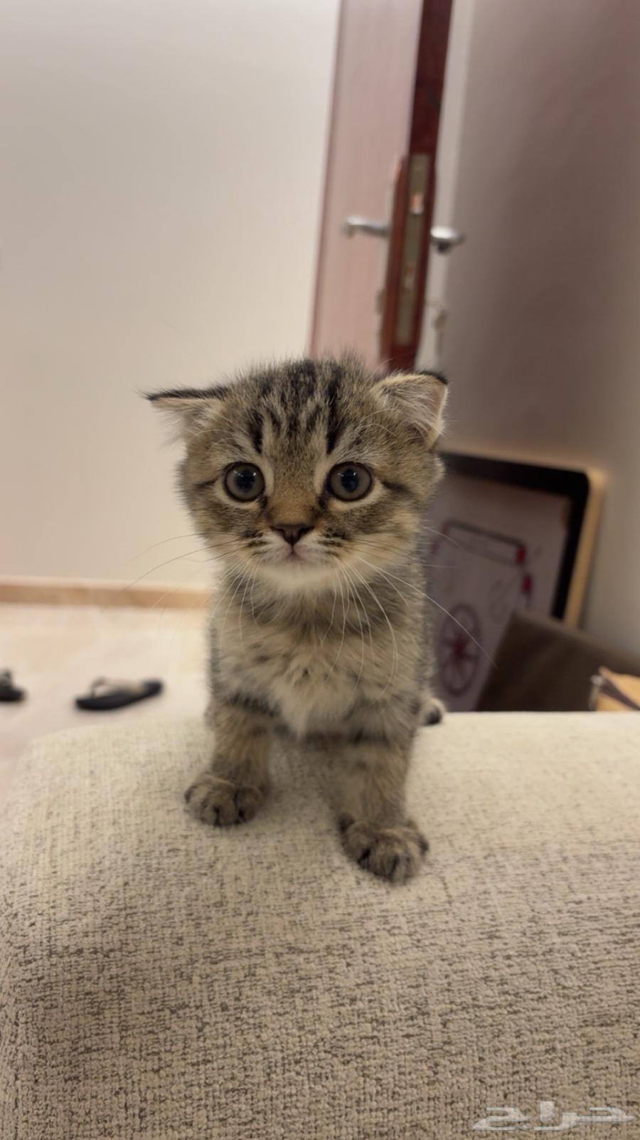 للبيع قطيتن هجين سكوتش وشيرازي64533634592769110