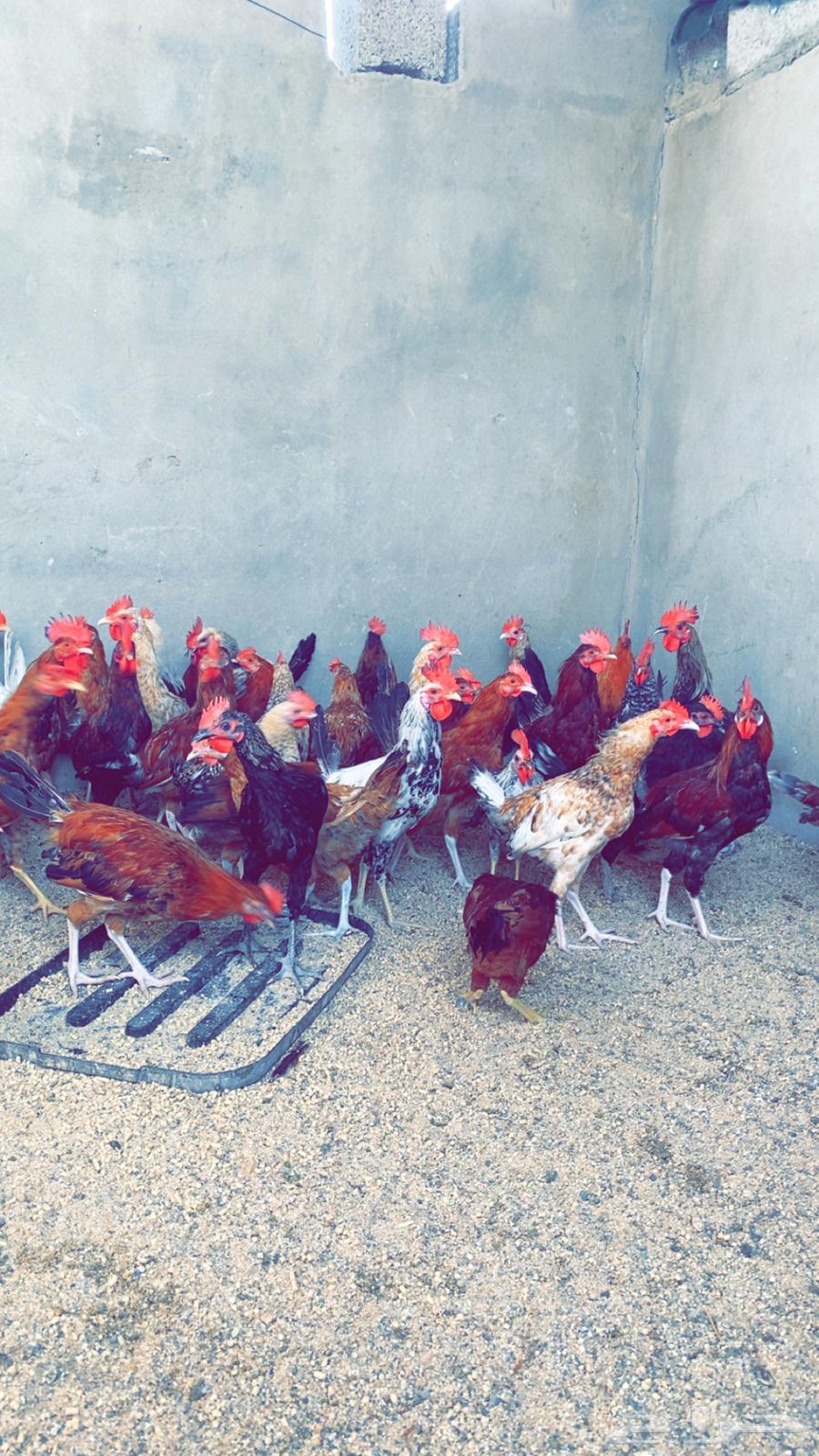 ديوكه بلدي جمله وتفريد64528551041667110