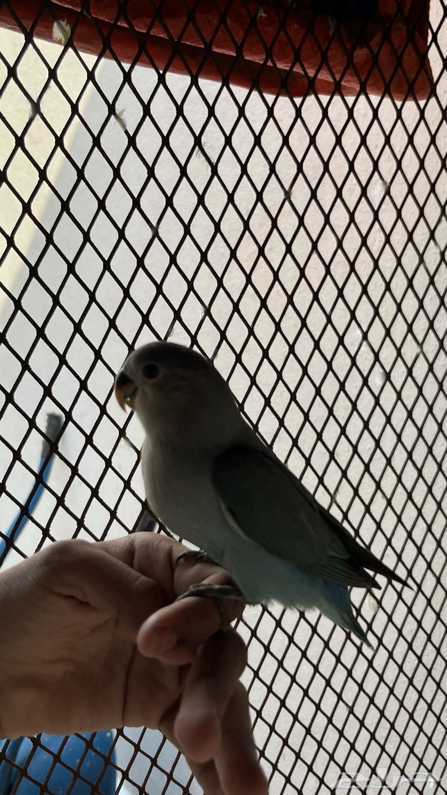 روز اليف تم البيع64531421146115114