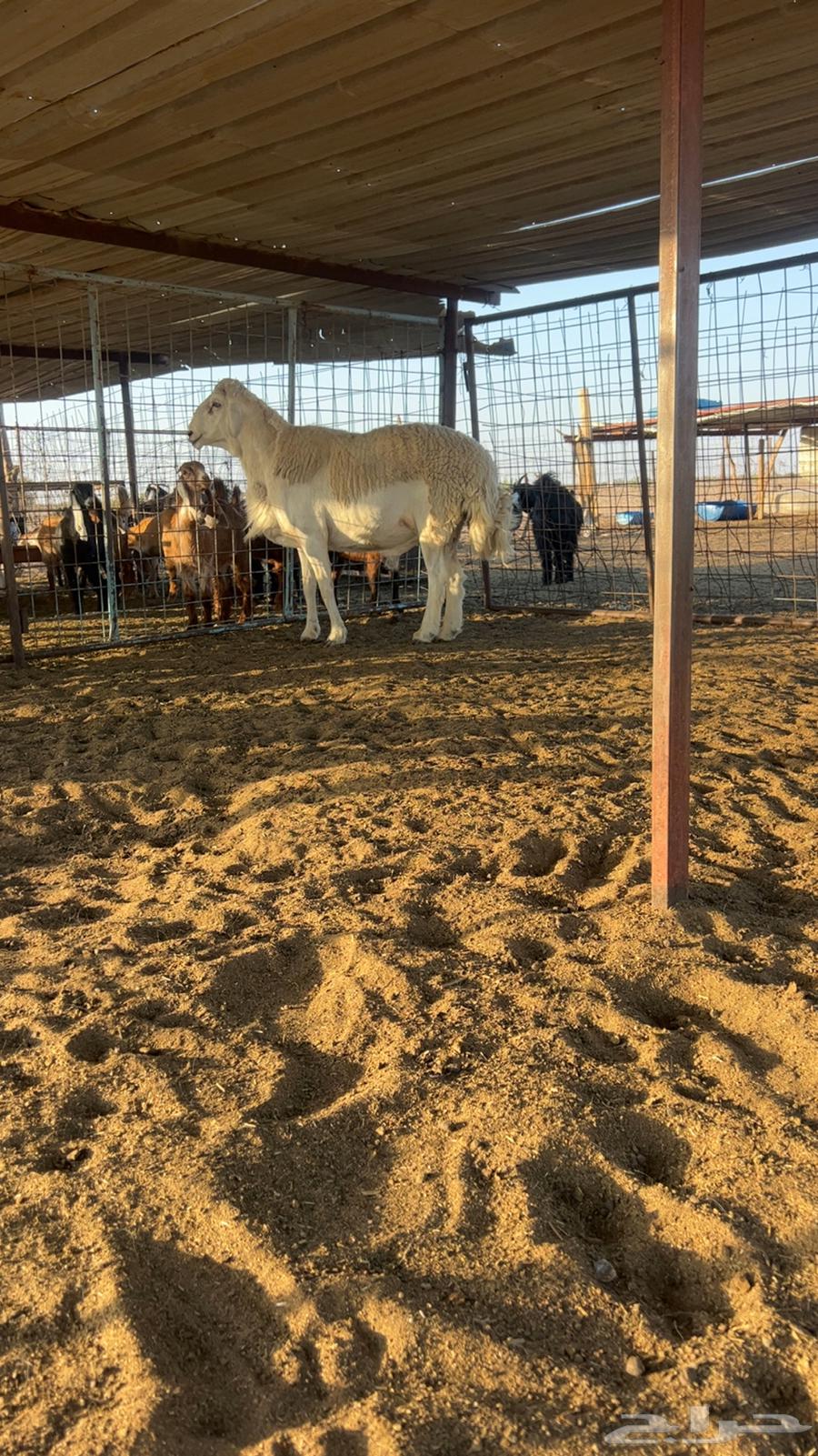 طلي حري للبيع64532875090434111