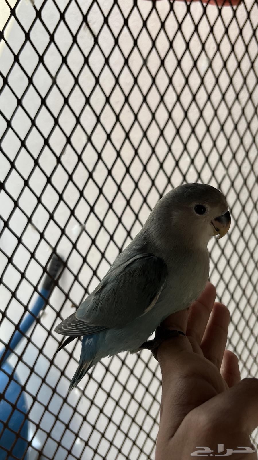 روز اليف تم البيع64531421146115111