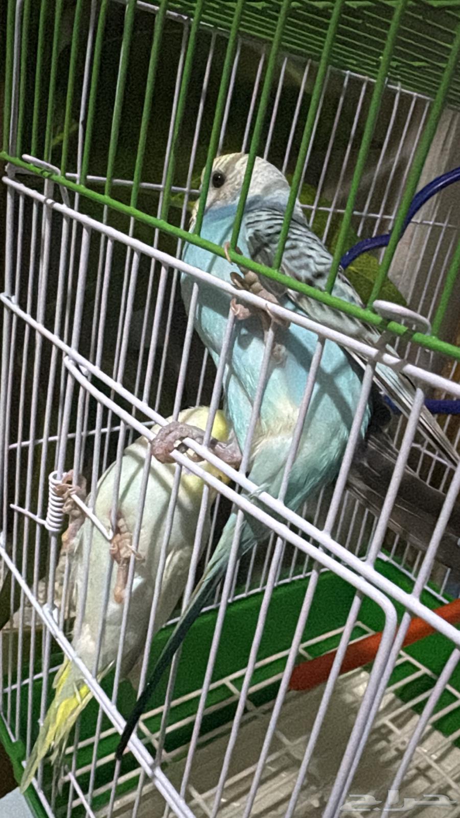 طيور البادجي للبيع64534663155203114