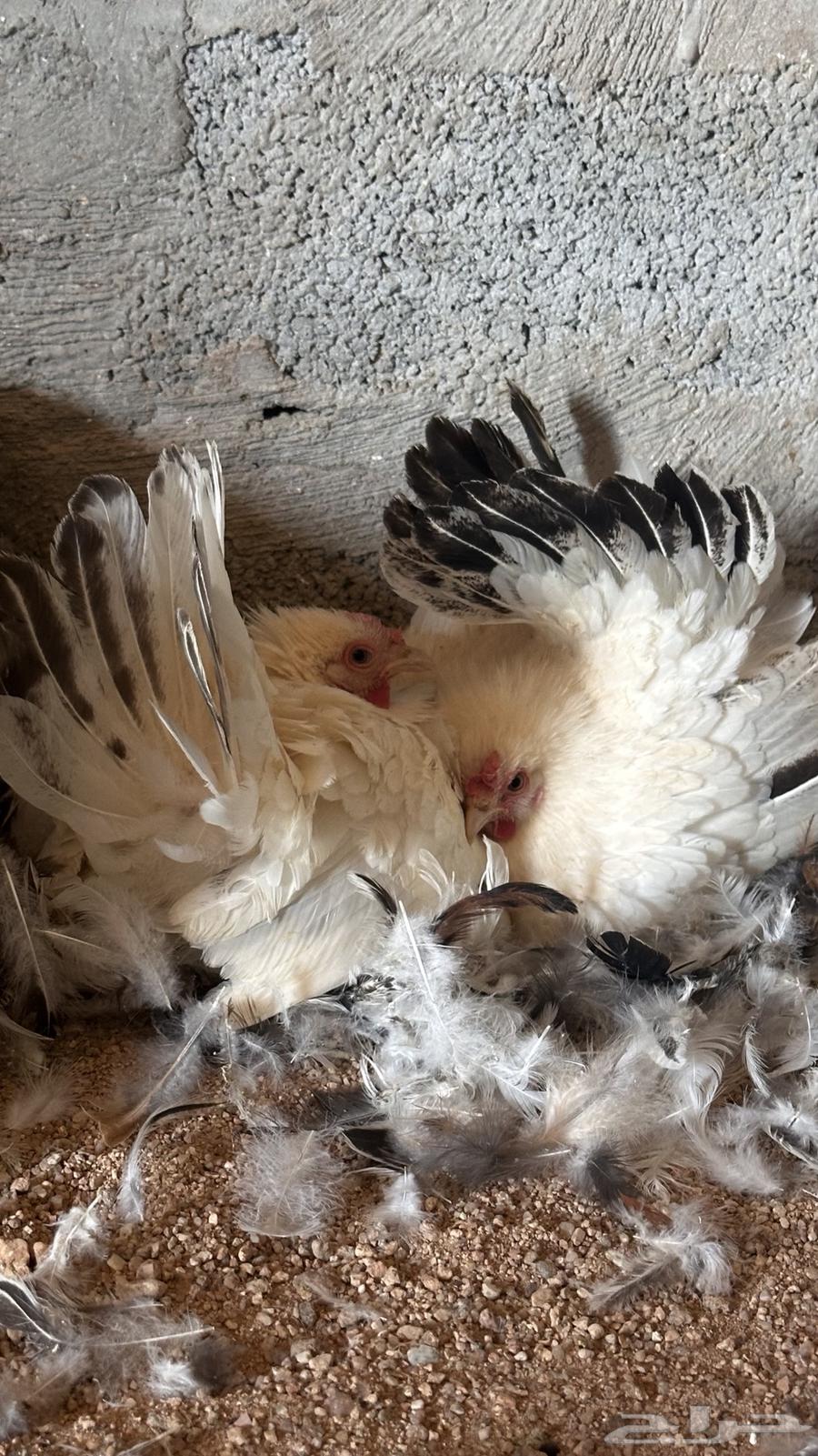 للبيع دجاج جبنيز كولمبي حضان64533118948738110