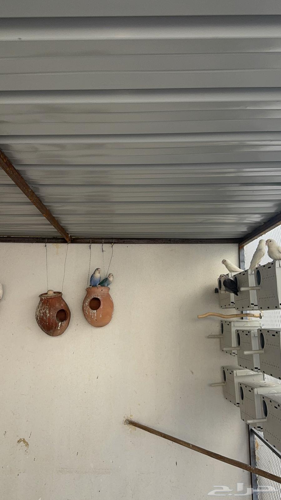 طيور روز64529476243969110