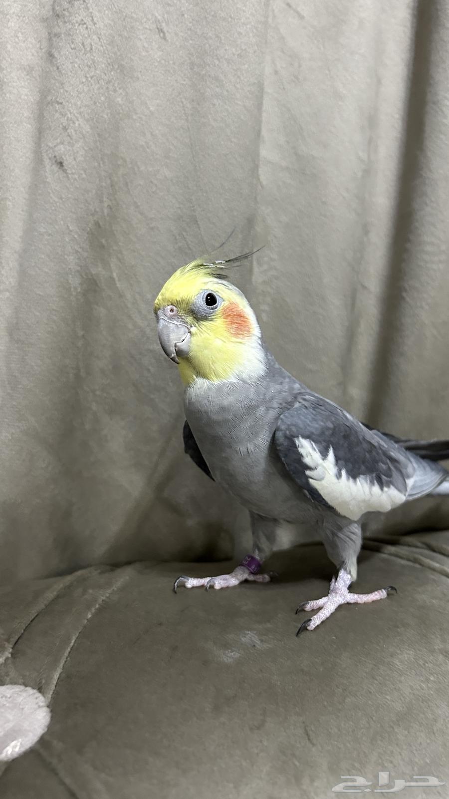 كروان اليف متكلم و مغرد64531617659907110