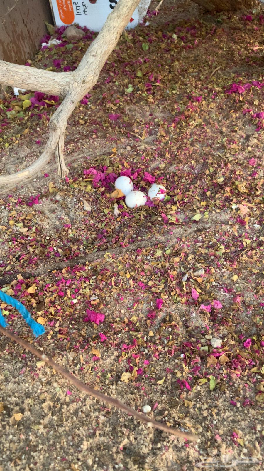 بط للبيع64532184472066111