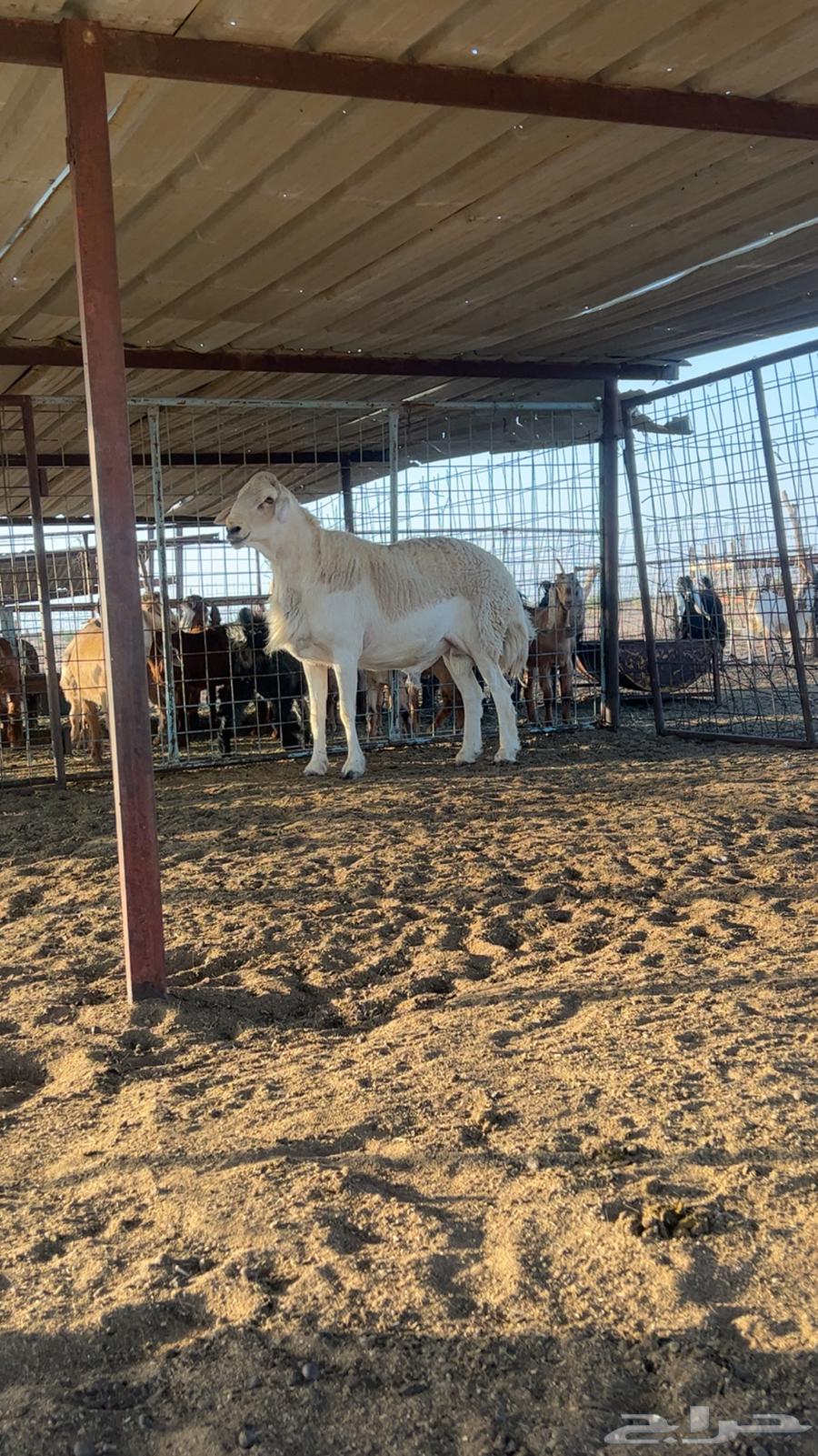 طلي حري للبيع64532875090434110