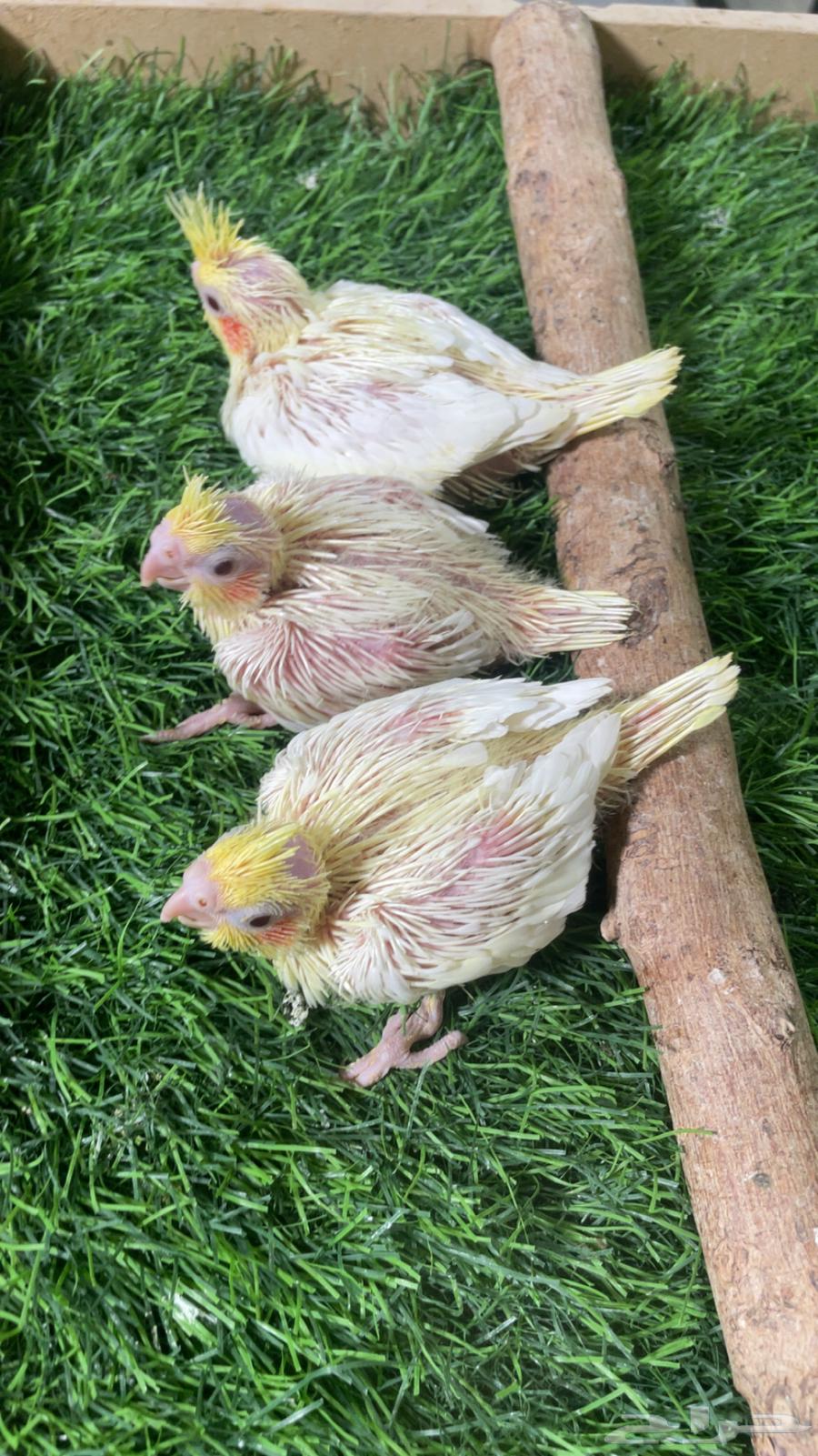 فروخ كروان لاتينو ( تم البيع )64532579314306111