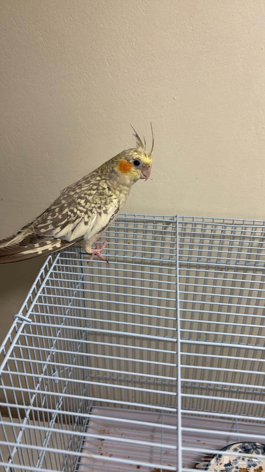 Krran, 4 months old64531603491459110