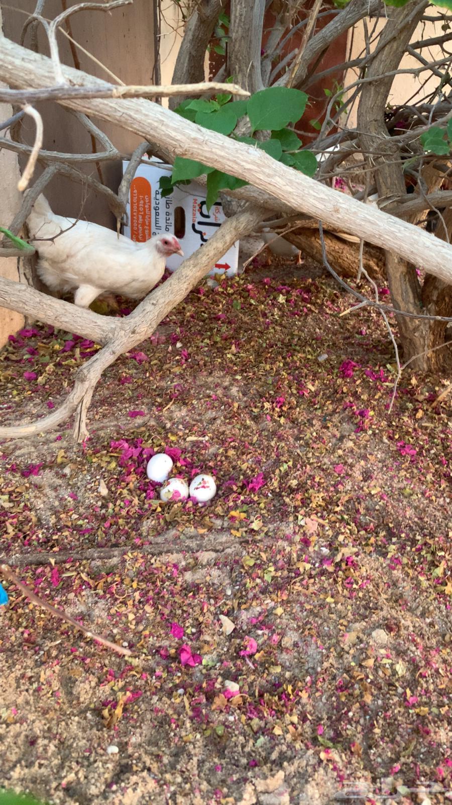 بط للبيع64532184472066114